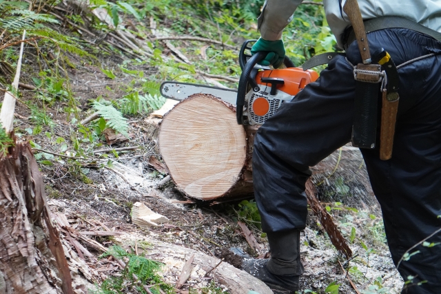 伐採作業の様子