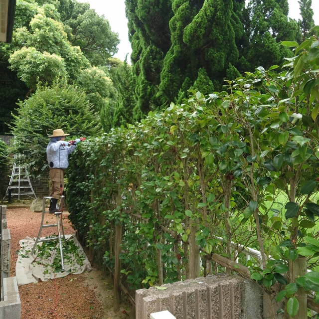 生垣の刈込作業